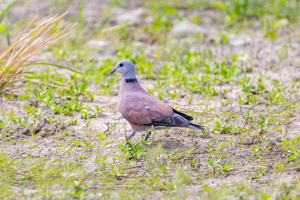 台湾の野鳥:ベニバト - 2026.07.26 台湾桃園大園区