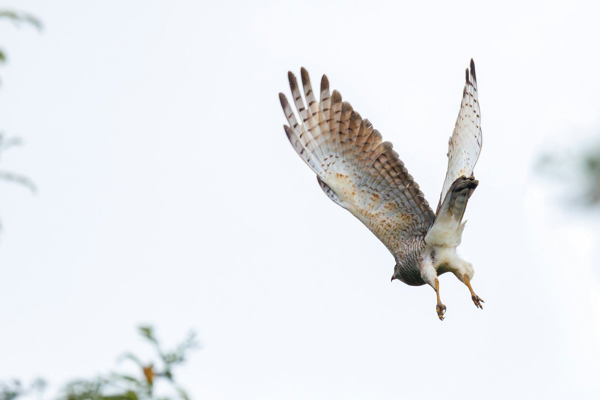 サシバの飛び立つ姿