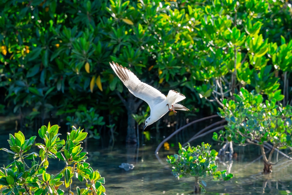 ズグロカモメの狩りの様子 - 2025.11.08 沖縄県沖縄市