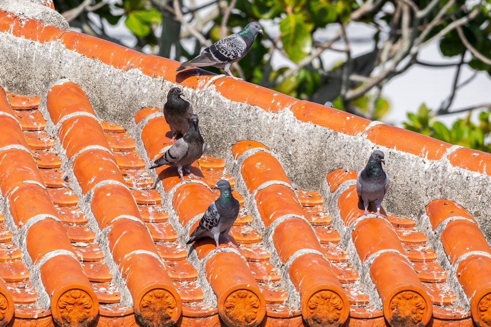 赤瓦の上に溜まっている様子は沖縄らしい - 2025.10.18 沖縄県与那原町