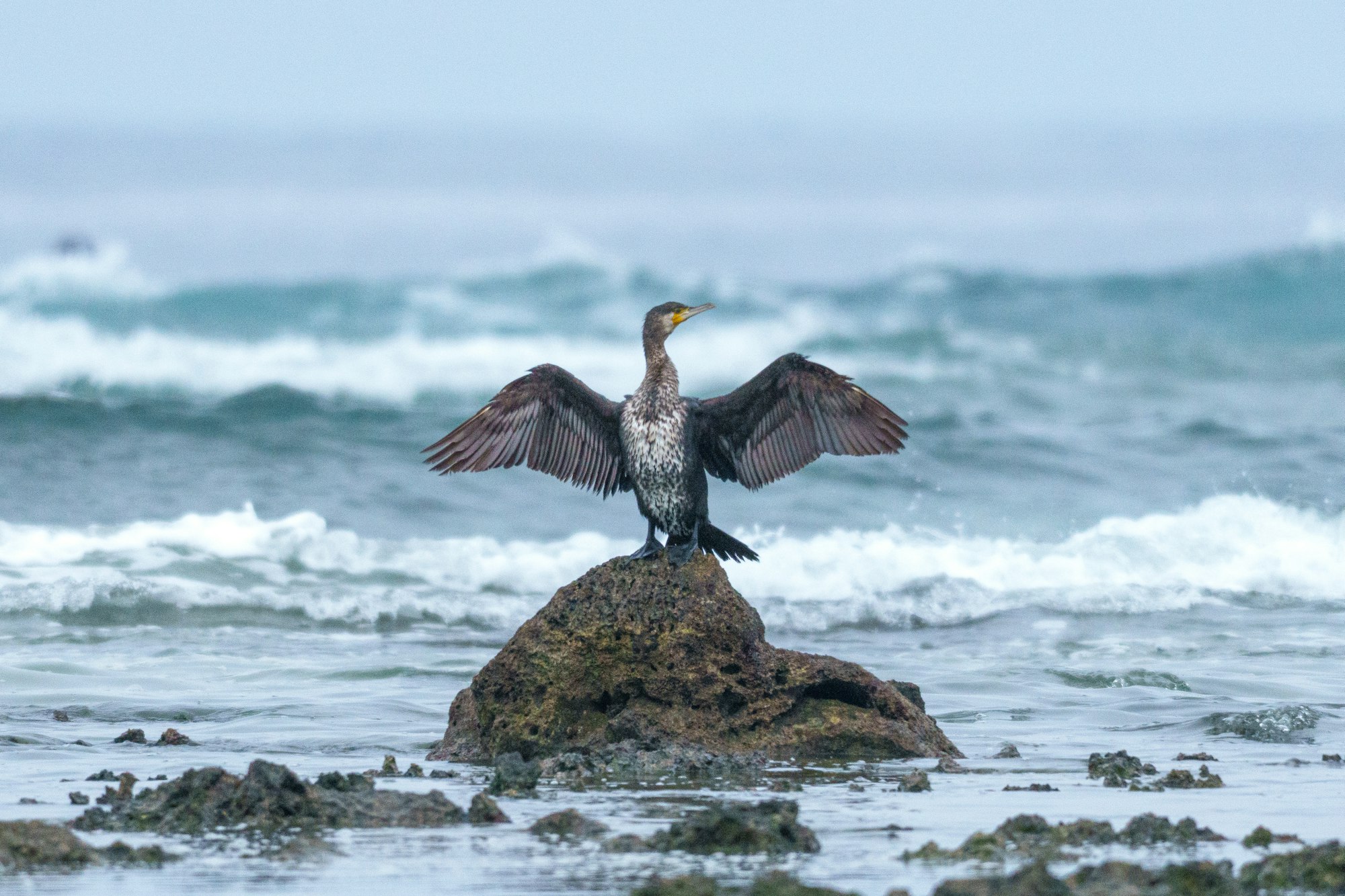 AFが合焦した箇所はカワウの体（FE 400-800mm F6.3-8 G OSS）
