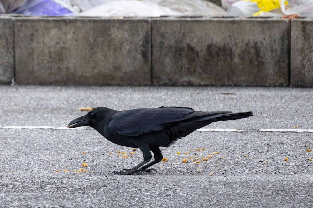 沖縄でもゴミ捨て場を荒らすのは同じ - 2025.11.10 沖縄県那覇市