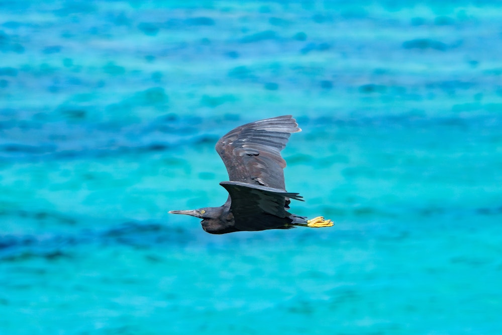 低空飛行するクロサギ - 2025.01.26 沖縄県与那原町