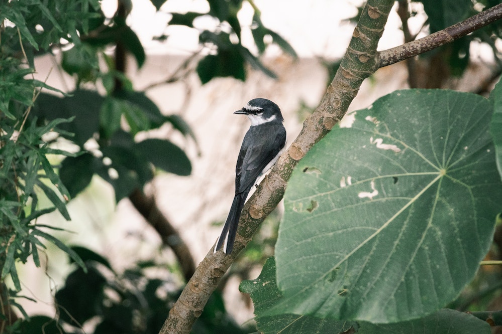 リュウキュウサンショウクイ