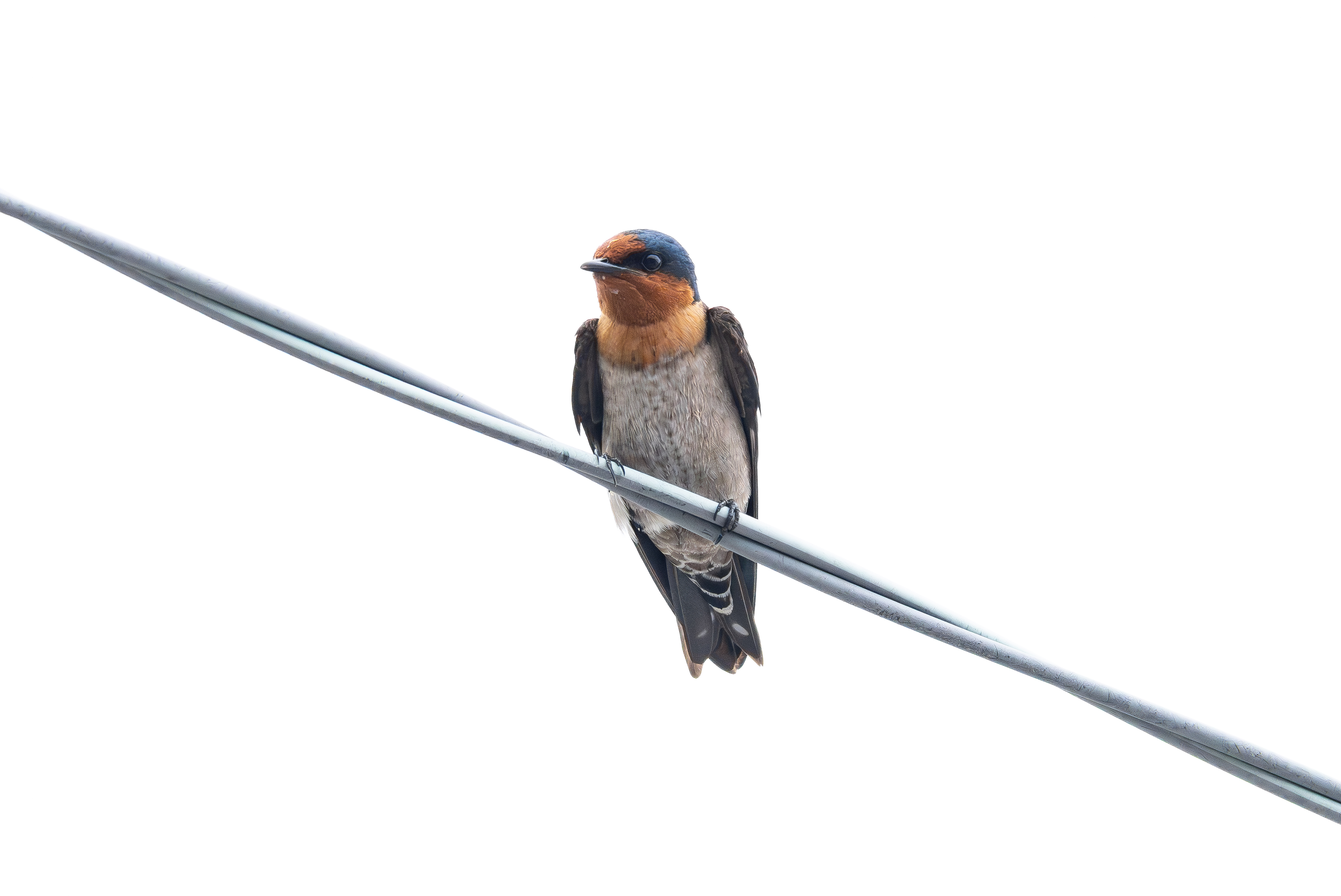 リュウキュウツバメ｜沖縄の野鳥
