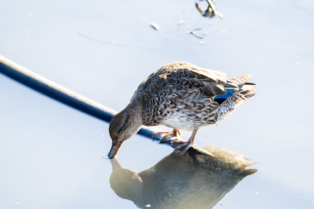 水を飲むコガモ - 2025.12.01 沖縄県豊見城市