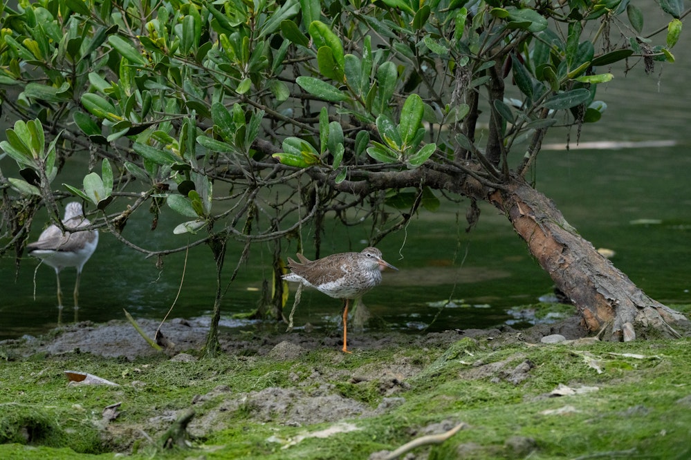マングローブの木の下でくつろぐ様子 - 2026.02.28 沖縄県南城市