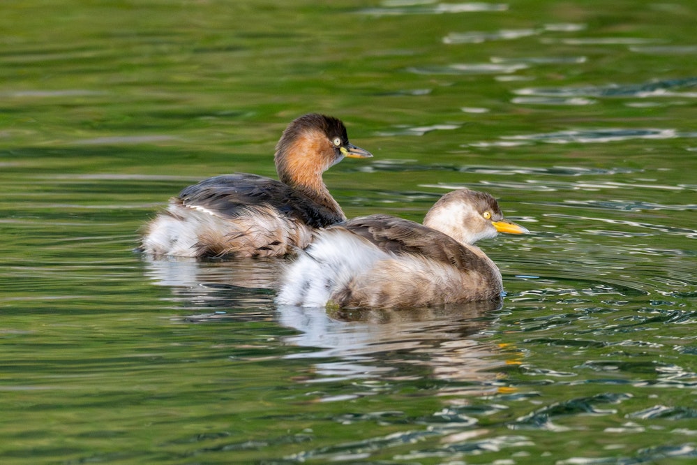おそらくペアだが確証はない