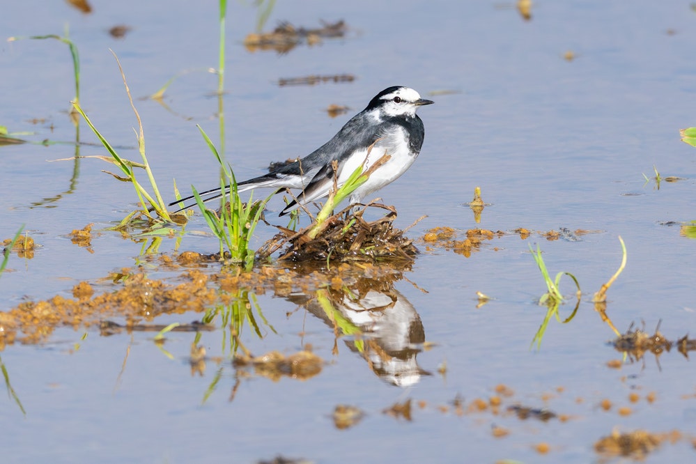 畑のハクセキレイ - 2026.03.26 沖縄県金武町