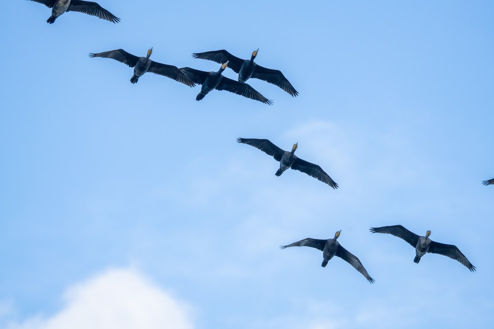 カワウは基本的に集団で編隊を組んで飛行します - 2025.11.28 沖縄県宮古市