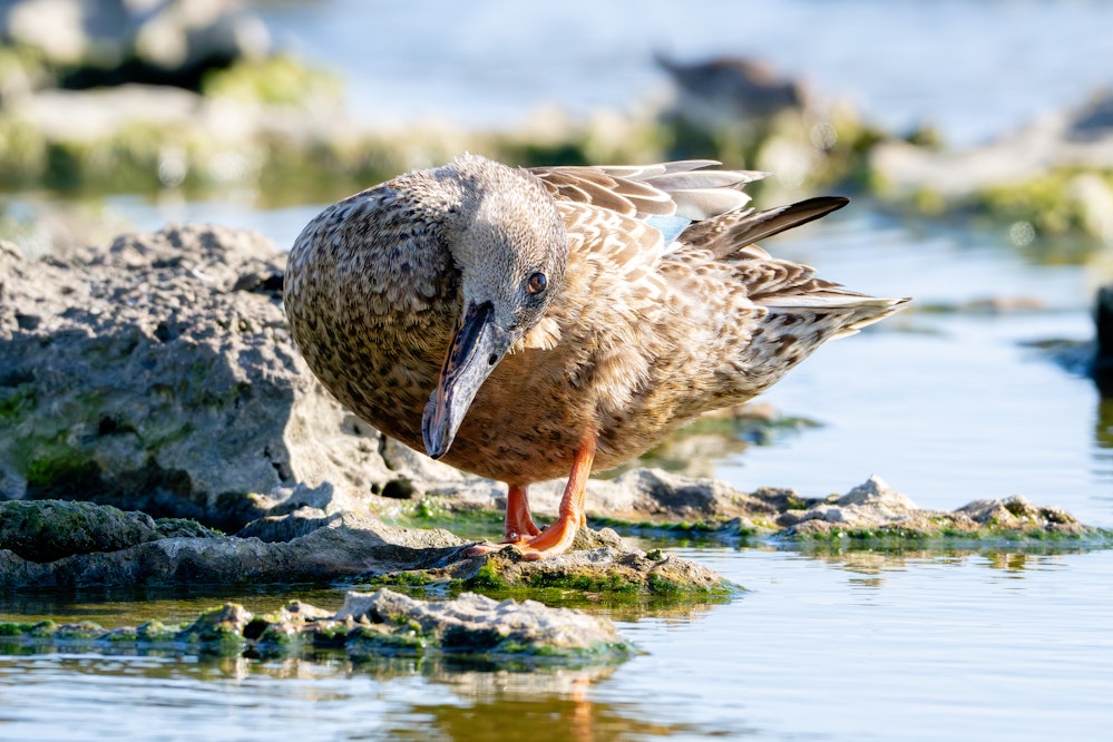 ハシビロガモはちょっと怖い... 2025.11.29 沖縄県糸満市
