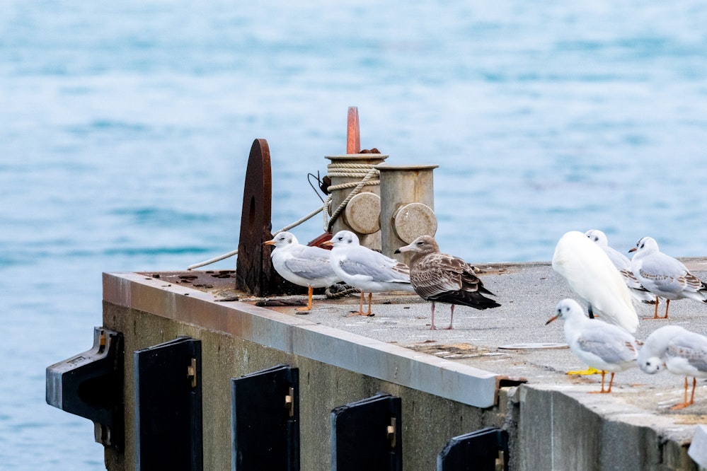 ユリカモメの群れに混じるウミネコの幼鳥 - 2025.12.16 沖縄県南城市
