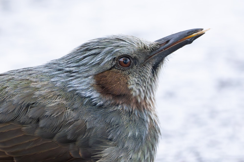 ヒヨドリの舌 - 2026.02.09 東京都台東区