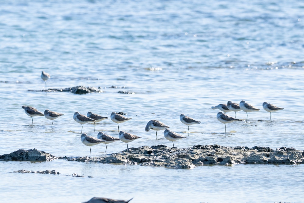 この日も集団でお休み中 - 2025.11.29 沖縄県糸満市