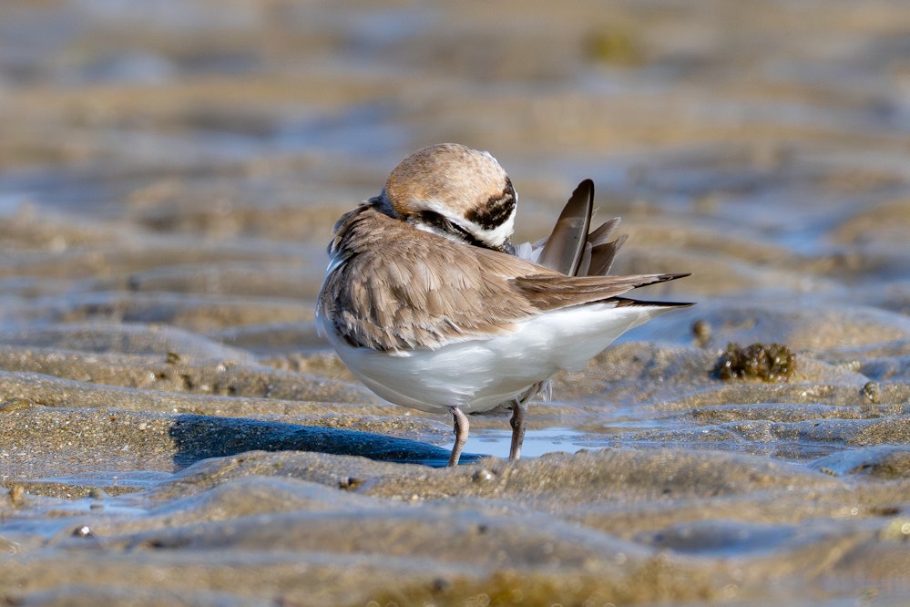 Alternate plumage(成鳥夏羽)雄のシロチドリ - 2025.03.18 南城市