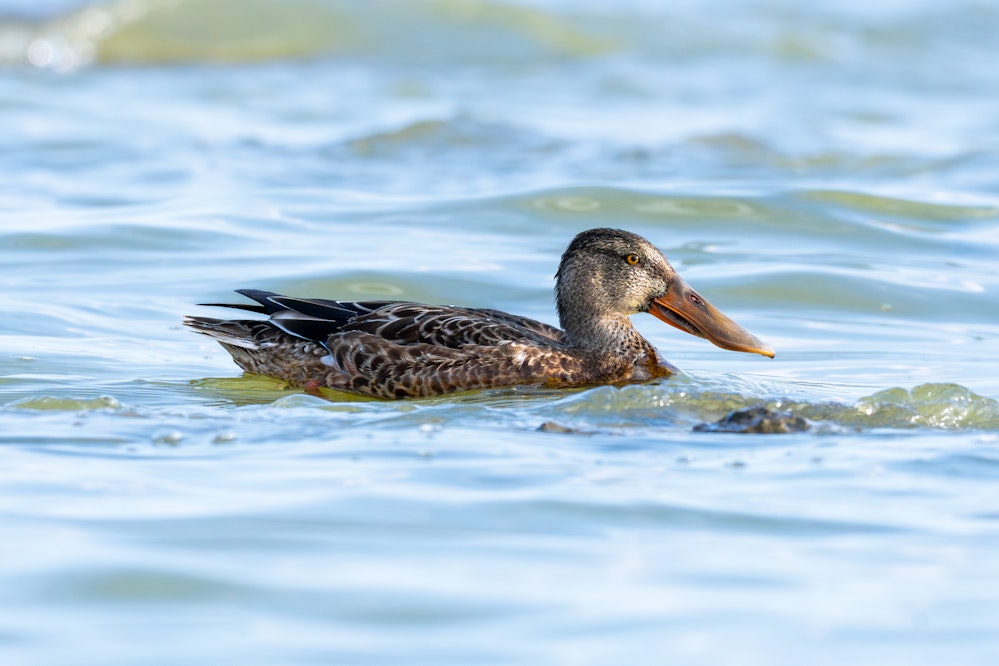 ハシビロガモのメス。オスに比べて控えめな色合い - 2025.11.05 沖縄県糸満市