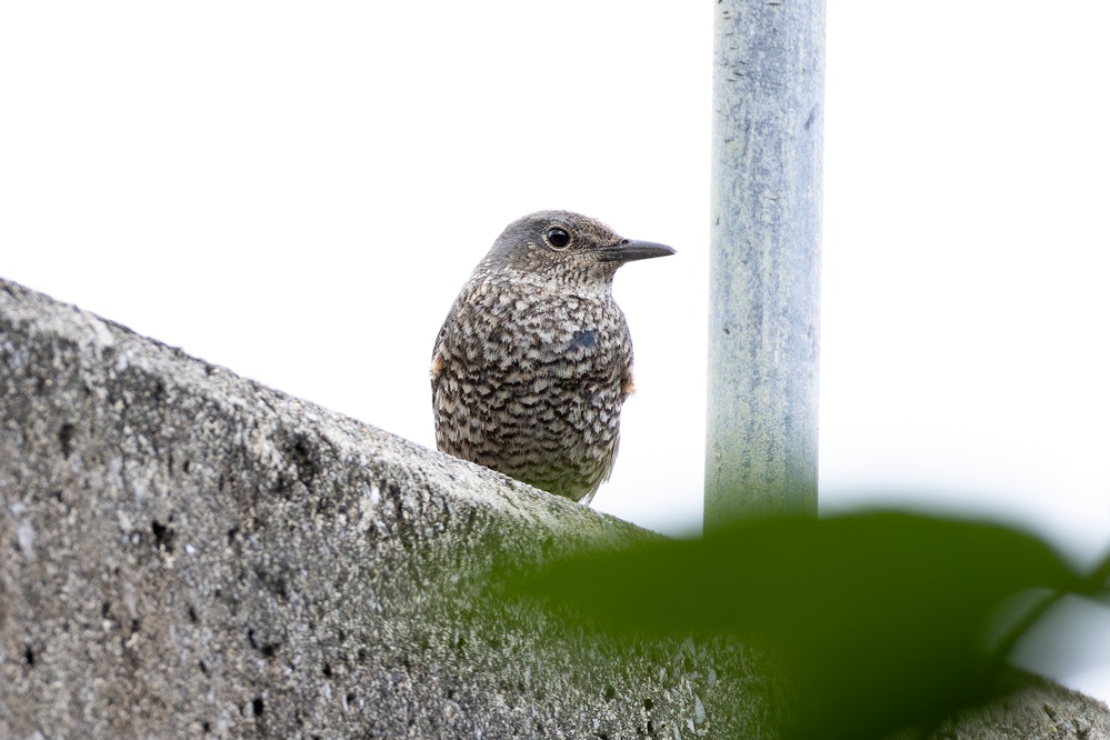 記念すべき、一番最初に撮影した鳥 - 2025.01.24