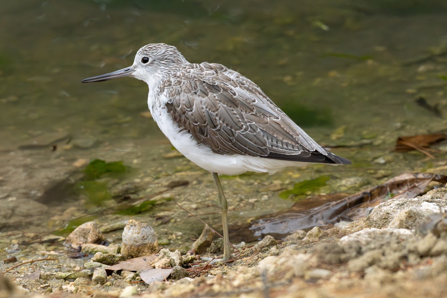 アオアシシギ：綺麗な羽並み Basic plumage（成鳥冬羽）- 2026.04.05 沖縄県糸満市