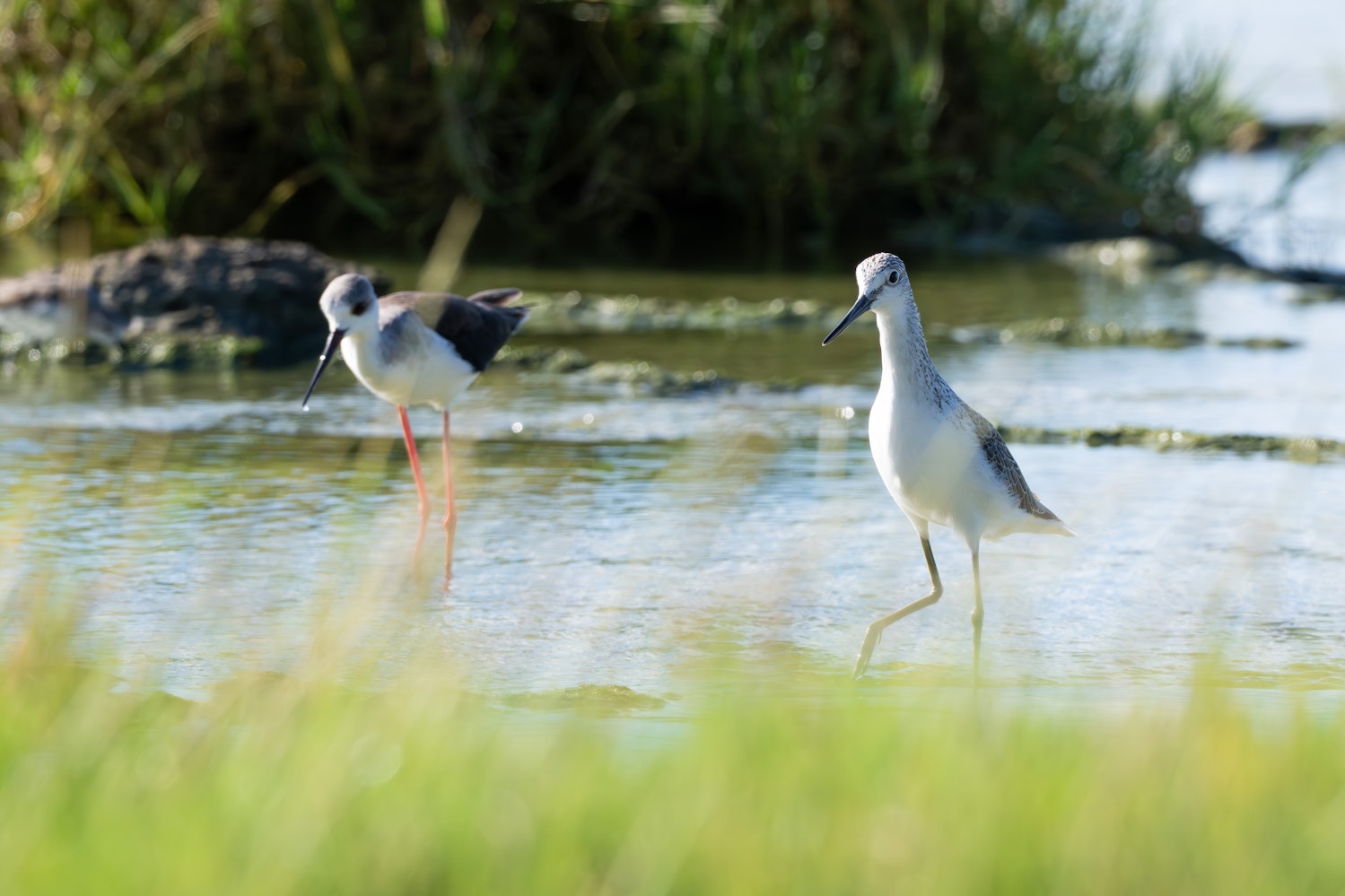 珍しく姿勢が良いアオアシシギ - 2025.09.19 沖縄県糸満市