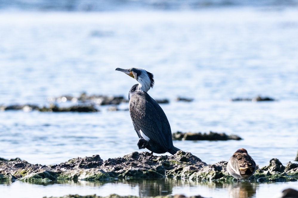 婚姻色のカワウ - 2026.02.04 沖縄県糸満市