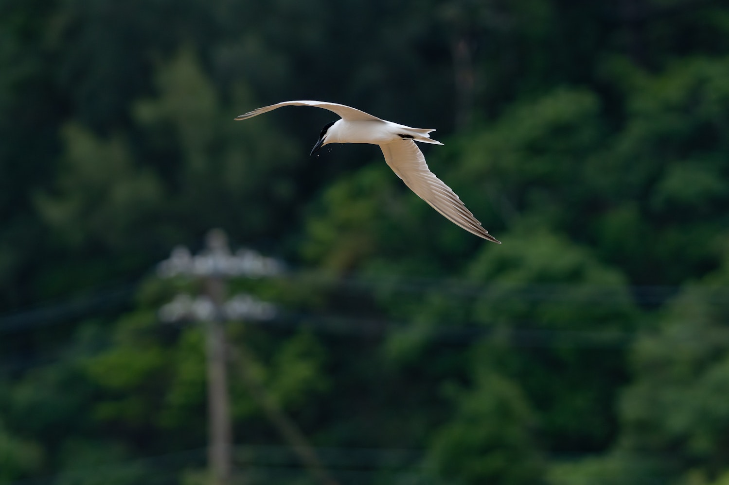 ハシブトアジサシ:飛行する様子 - 2026.06.06 沖縄県宜野座村