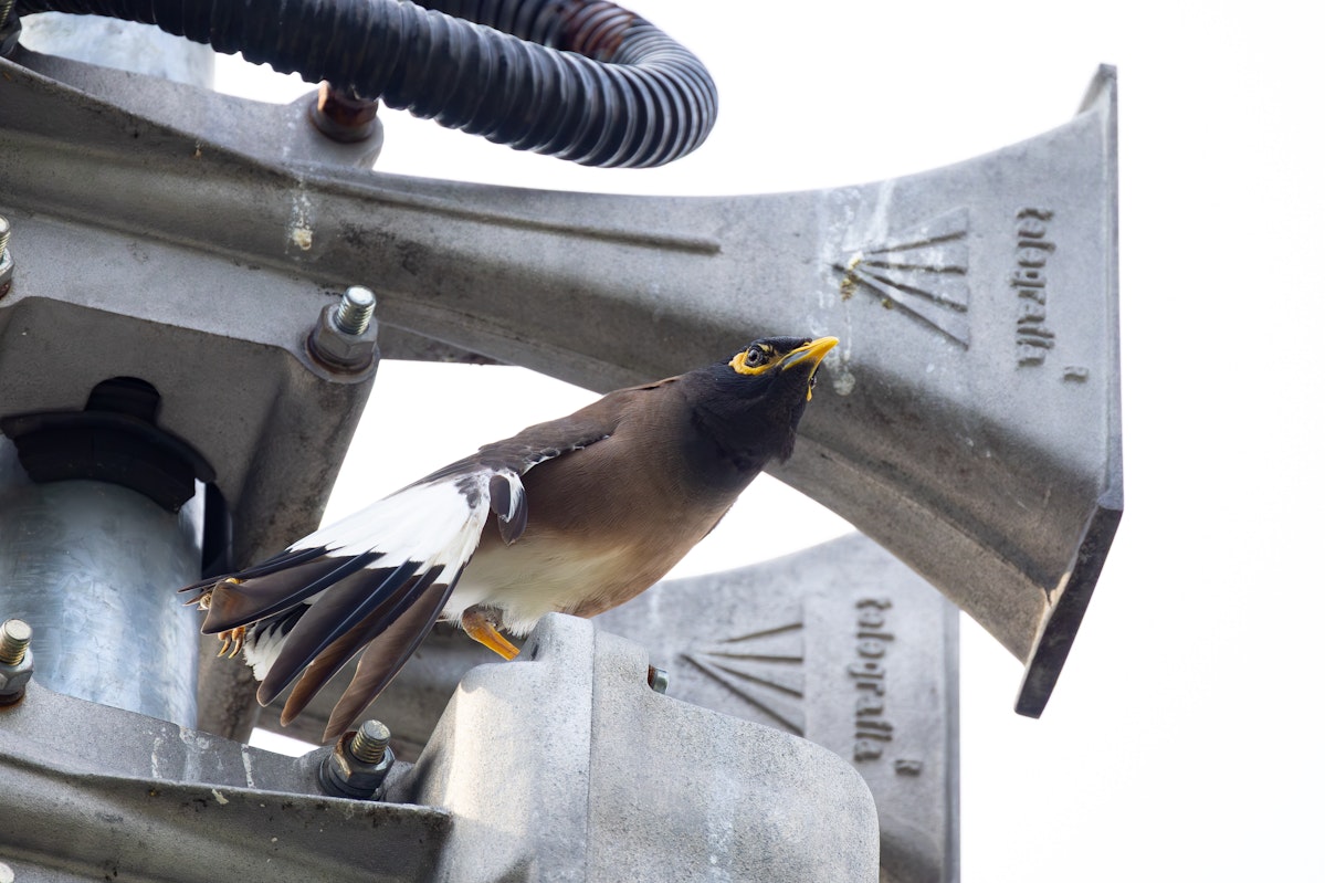マレーシアの野鳥:インドハッカ