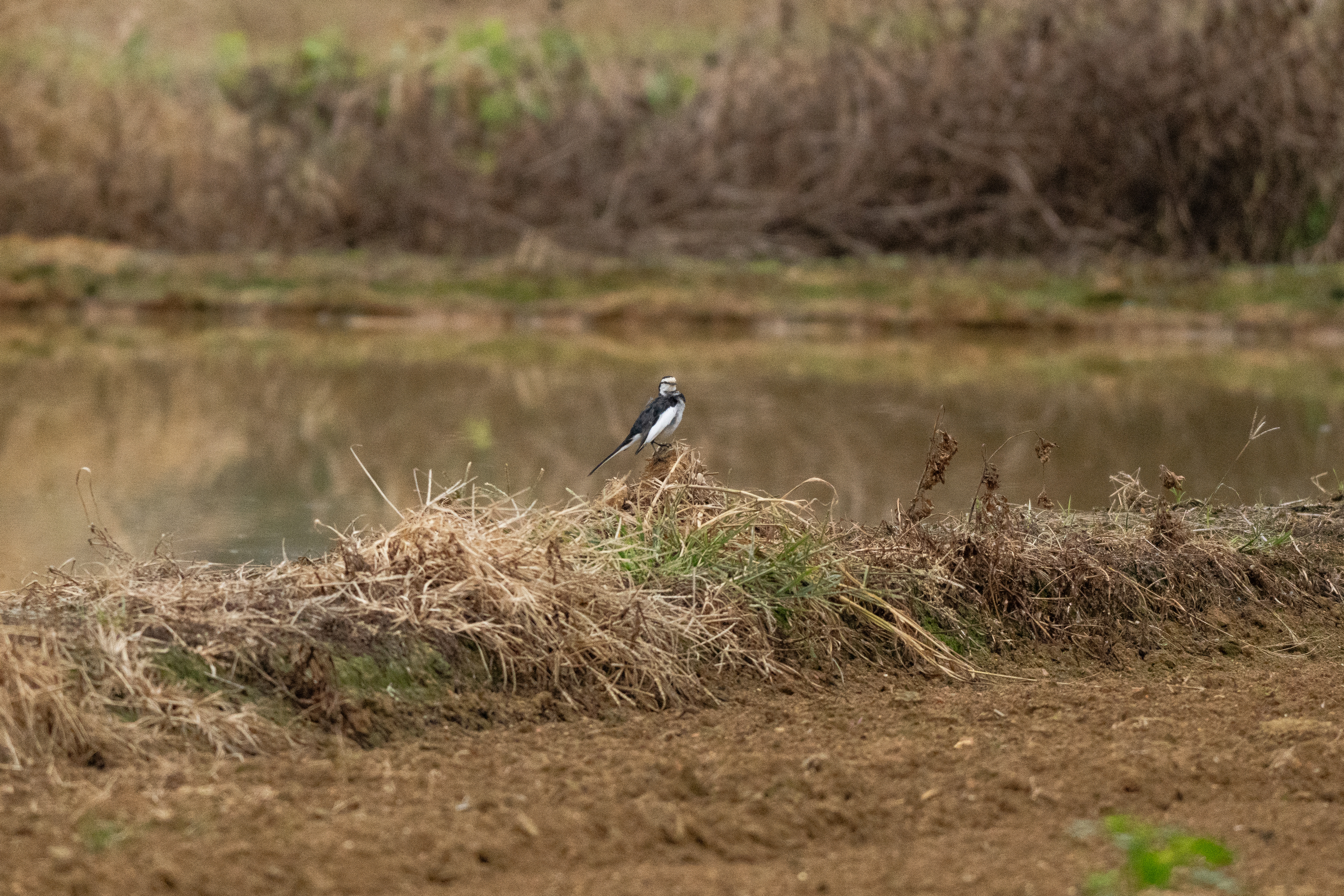 畑に集まるセキレイ達 - 2026.02.01 沖縄県金武町