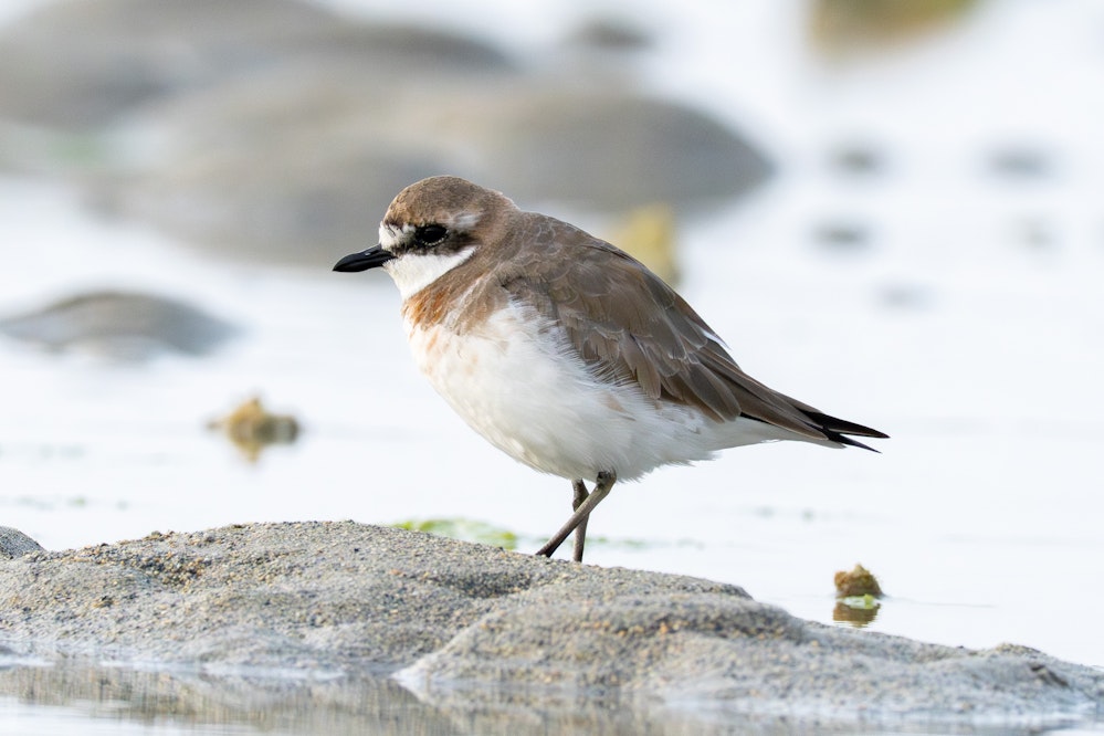 メダイチドリ:Alternate plumage(成鳥夏羽)になりつつある - 2026.03.29 沖縄県沖縄市