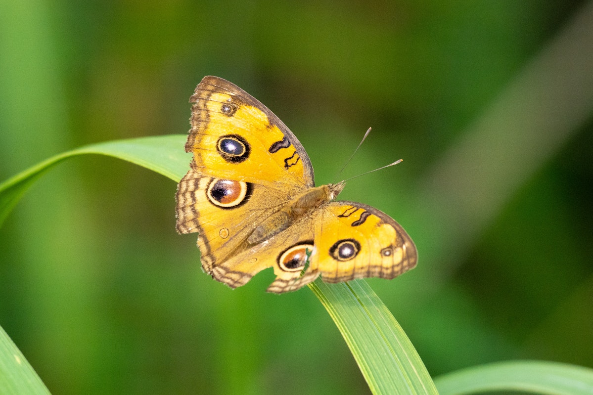 タテハモドキ - 2025.9.22 鹿児島県薩摩川内市