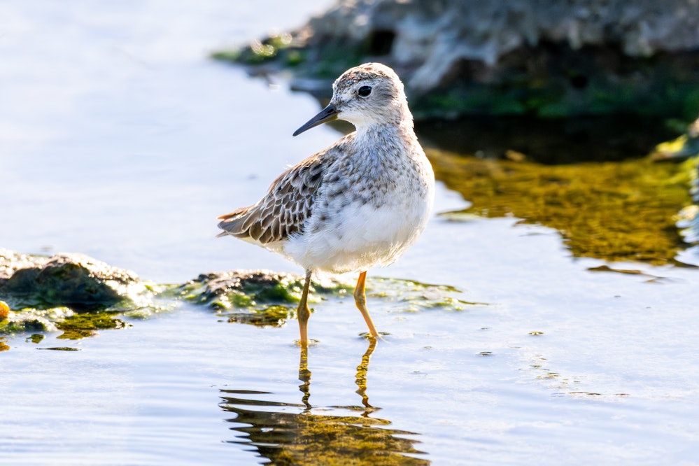体を震わせた後、カッコよく決める様子 - 2025.11.29 沖縄県糸満市
