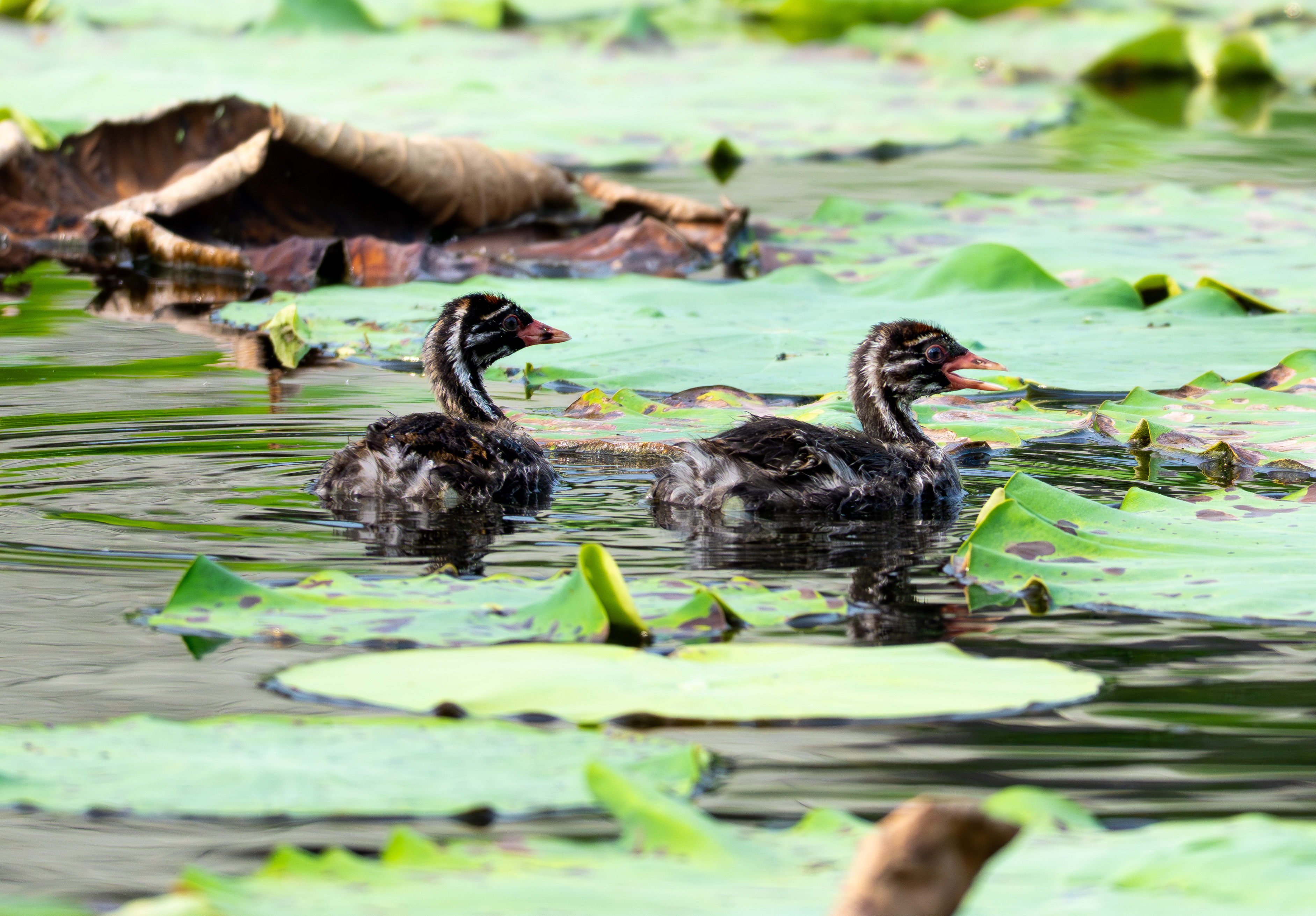 カイツブリ｜沖縄の野鳥