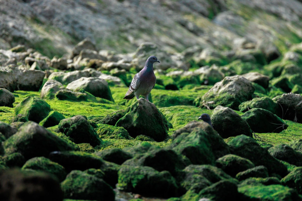 海岸にもいるカワラバト - 2025.04.20 沖縄県与那原町