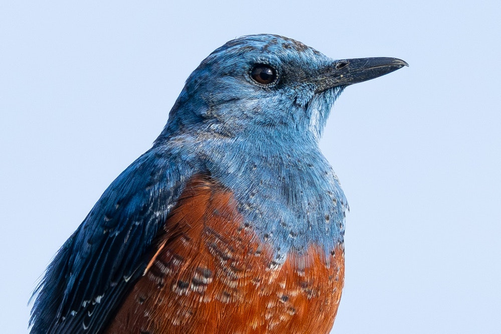 オス - 2026.02.25 沖縄県うるま市