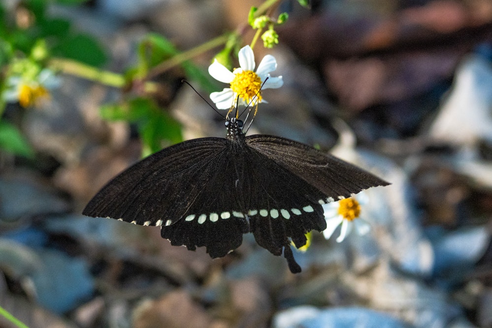 シロオビアゲハ - 2025.10.18 沖縄県南城市