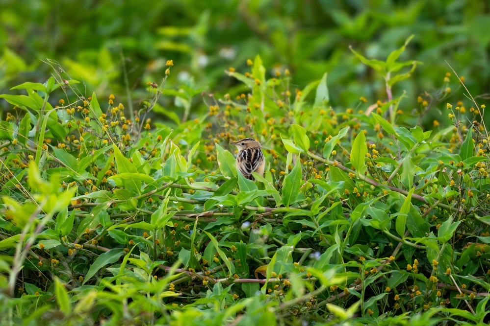 珍しく枝に止まってないセッカ - 2026.02.01 沖縄県金武町