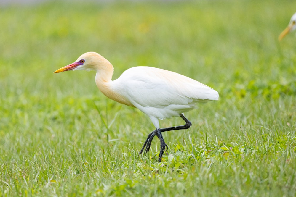 婚姻色のアマサギ - 2026.03.23 台湾台北市