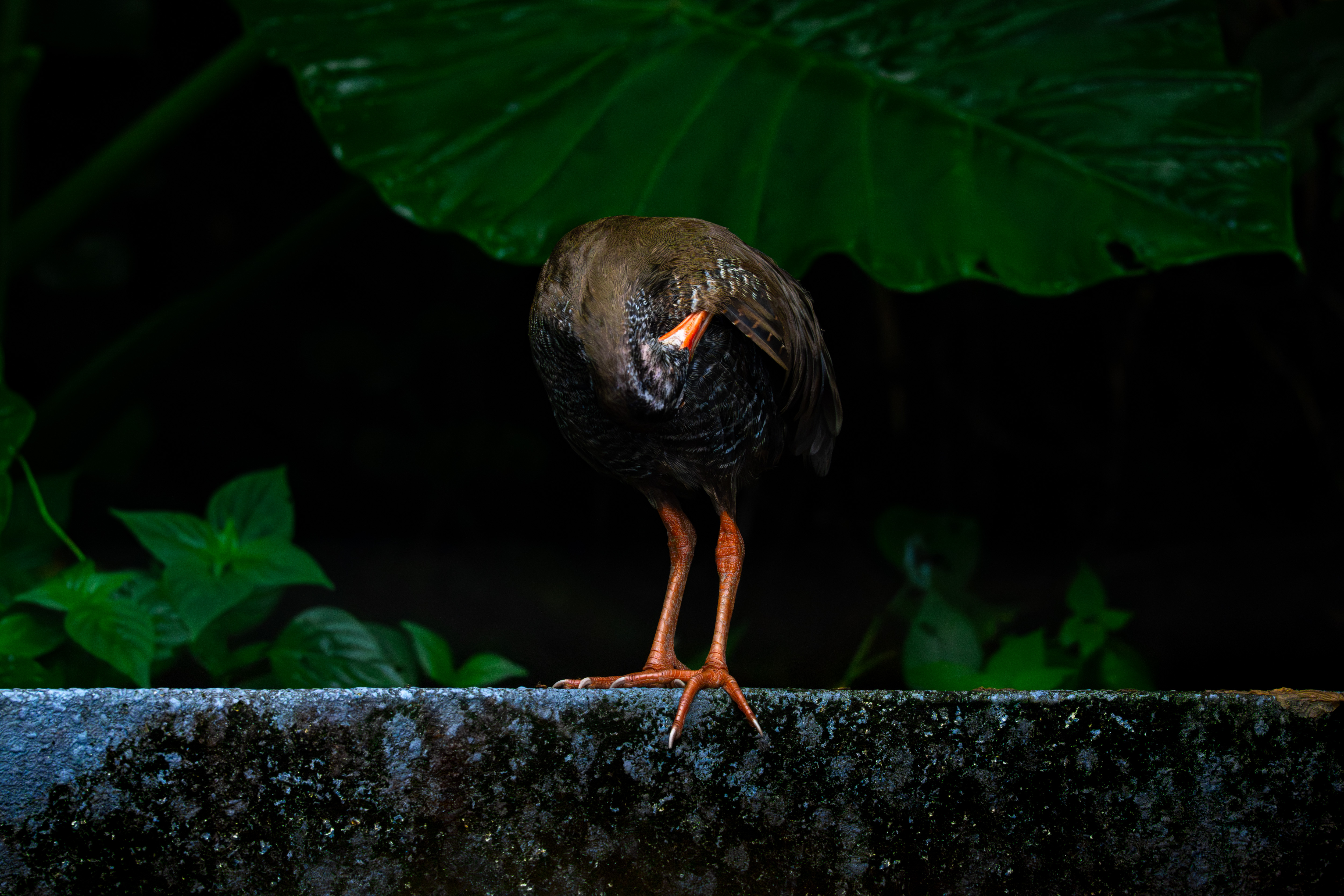ヤンバルクイナ｜沖縄の野鳥