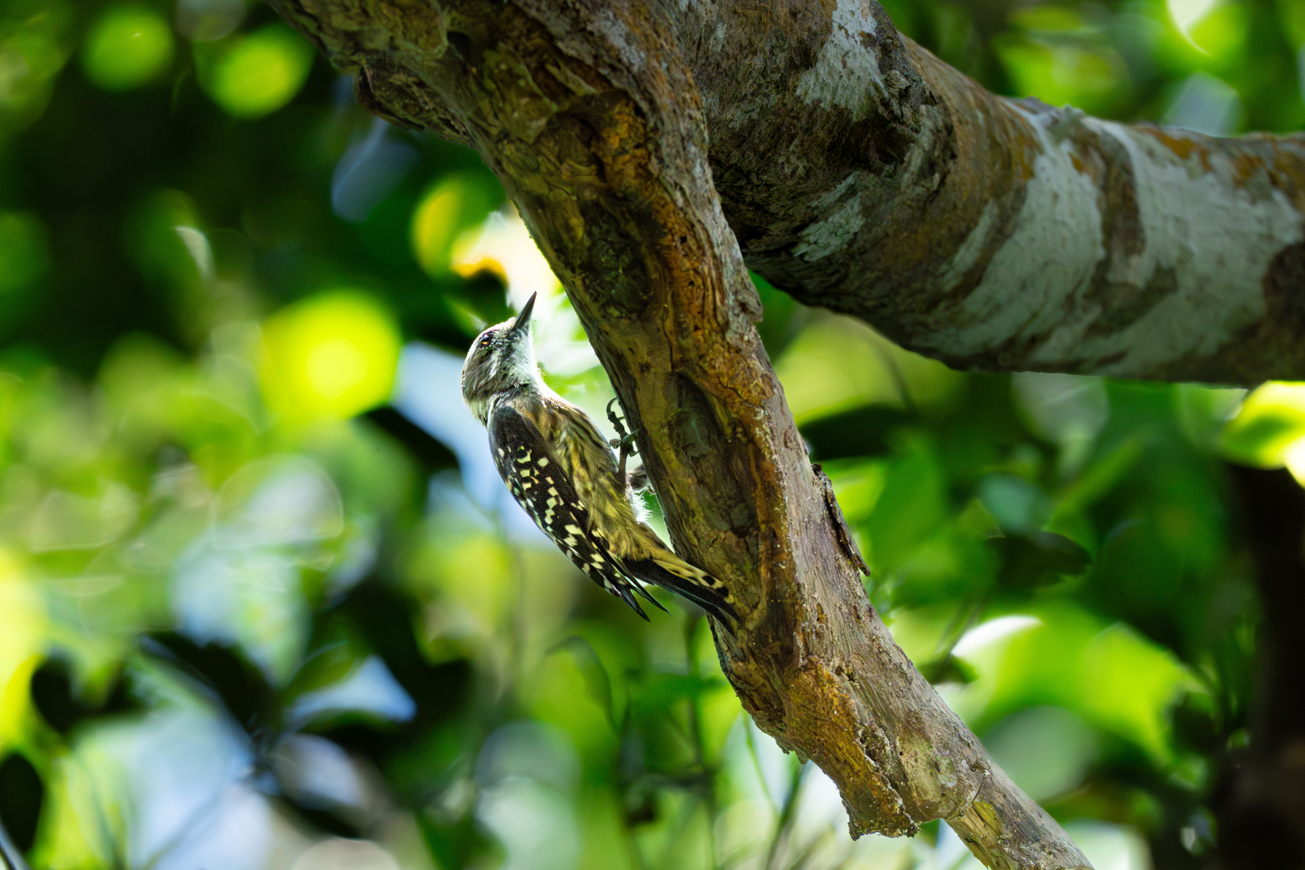 リュウキュウコゲラ｜沖縄の野鳥