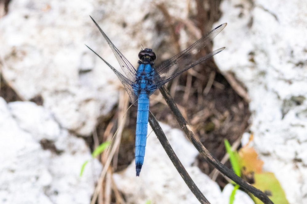 オオシオカラトンボ - 2025.10.17 沖縄県南城市