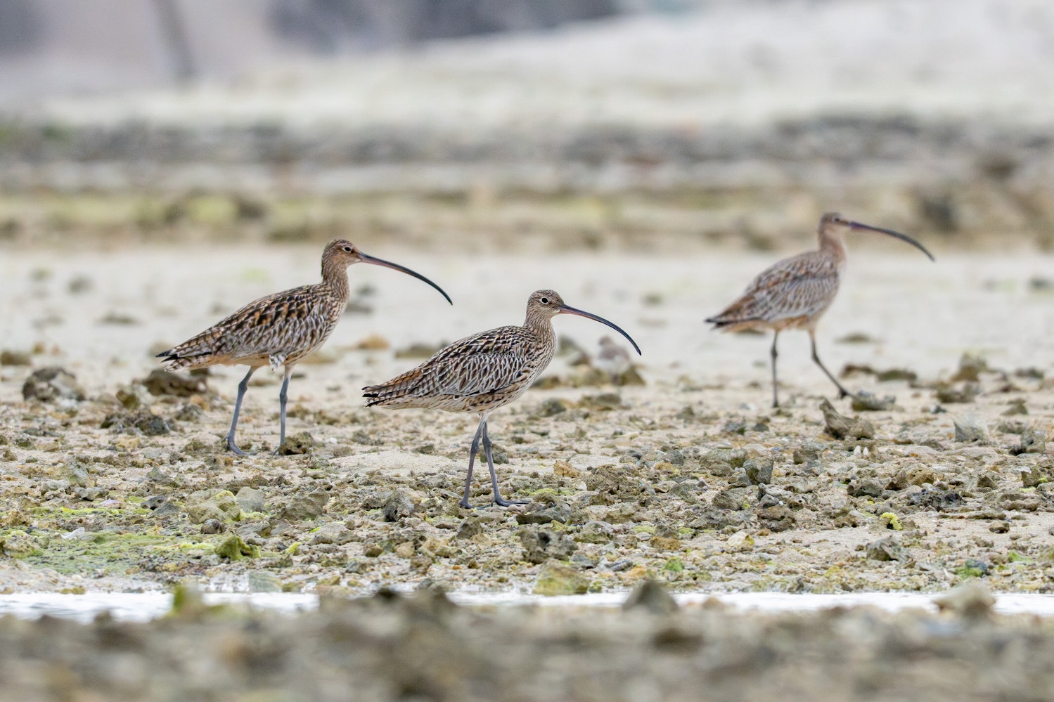 ホウロクシギ：3匹飛来した - 2026.03.29 沖縄県沖縄市