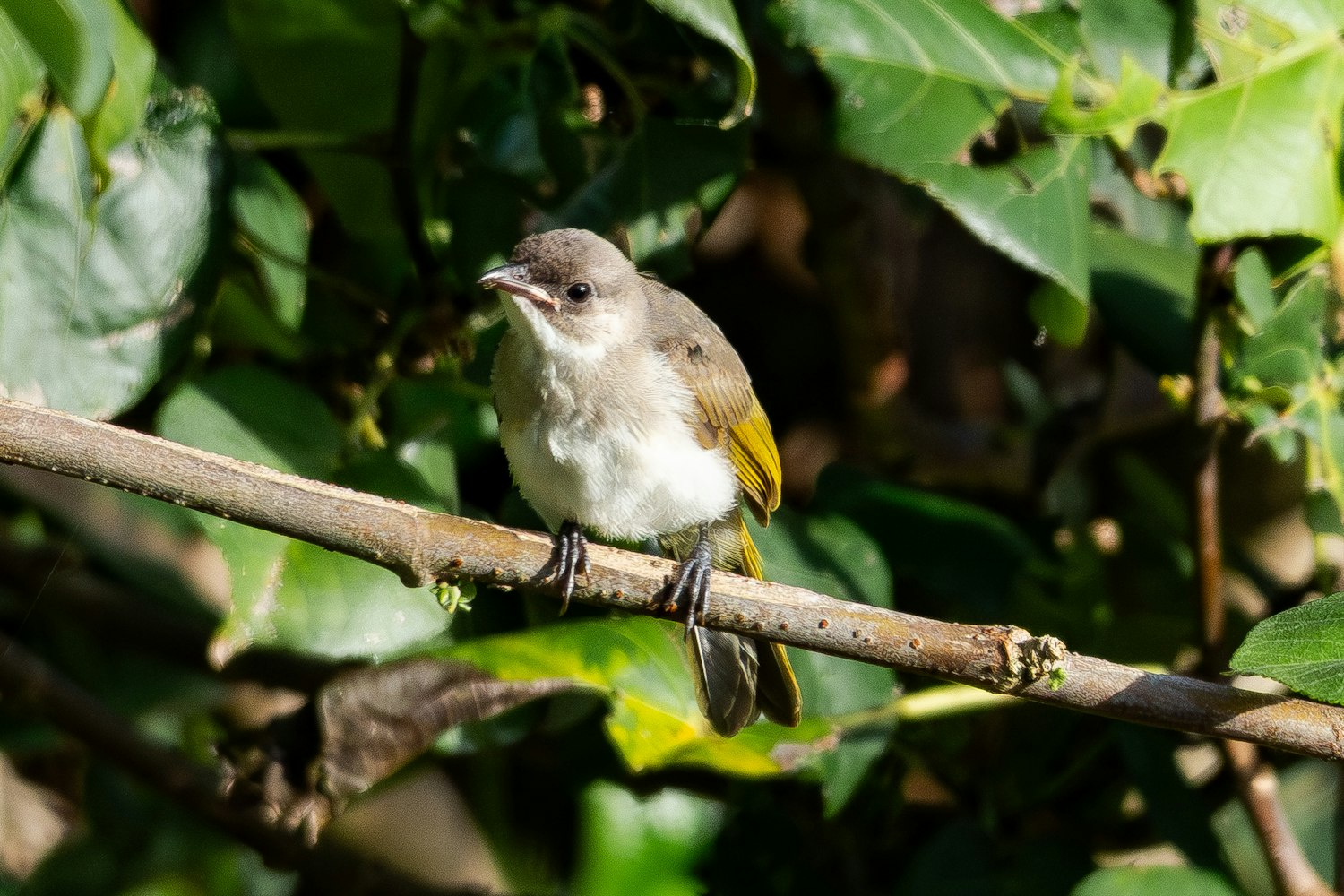 シロガシラ：幼鳥 - 2026.05.20 沖縄県糸満市