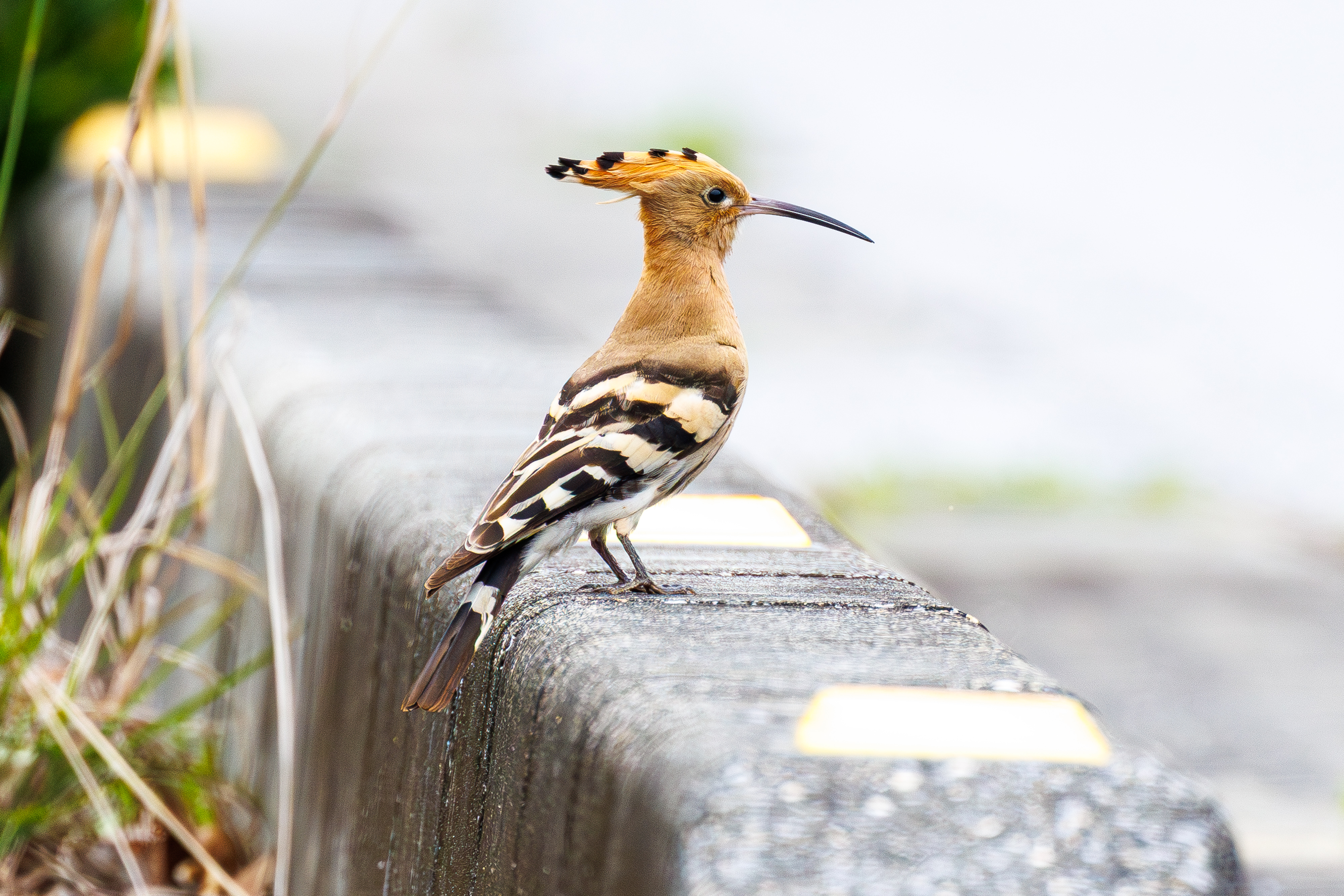 ヤツガシラ.jpg?w=1200&h=630&