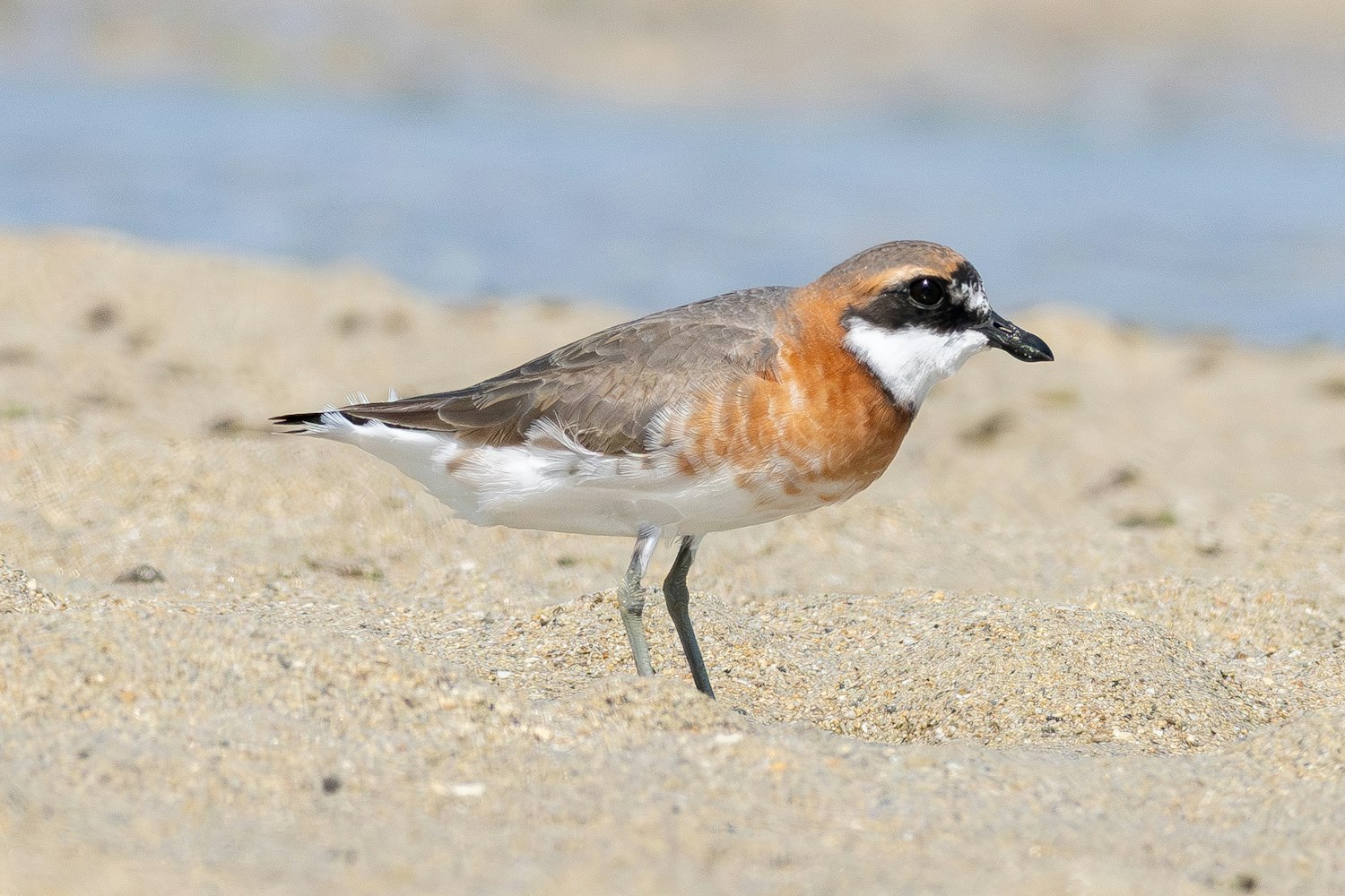 メダイチドリ:Alternate plumage(成鳥夏羽) - 2026.05.02 沖縄県沖縄市