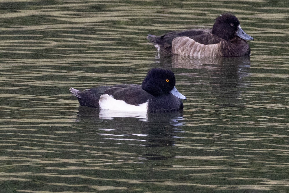 初めて見たカモはキンクロハジロ - 2025.01.25 沖縄県与那原町