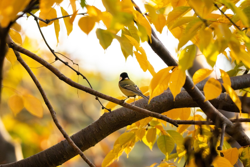 紅葉 - 2025.11.15 東京都