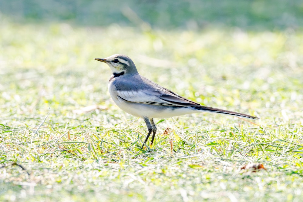 ハクセキレイの若鳥、顔がまだ黄色く色も灰色 - 2025.11.04 沖縄県与那原町