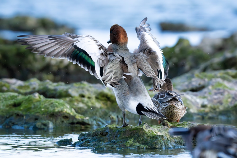 羽の模様や色の数がなかなか多い - 2026.01.04 沖縄県糸満市