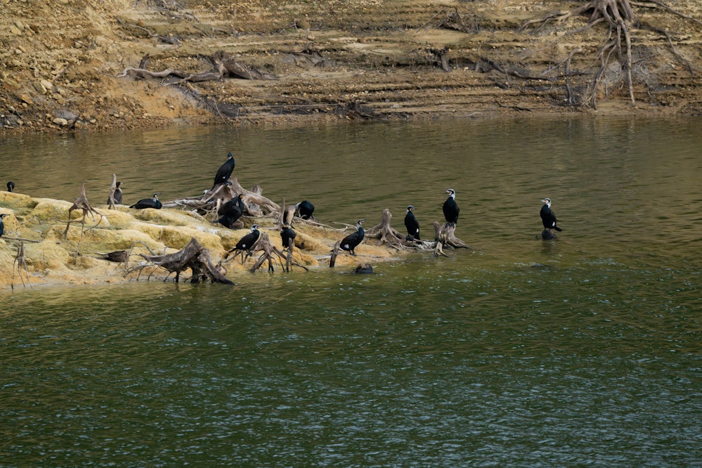 ダムに集団でいるカワウ - 2026.03.01 沖縄県金武町