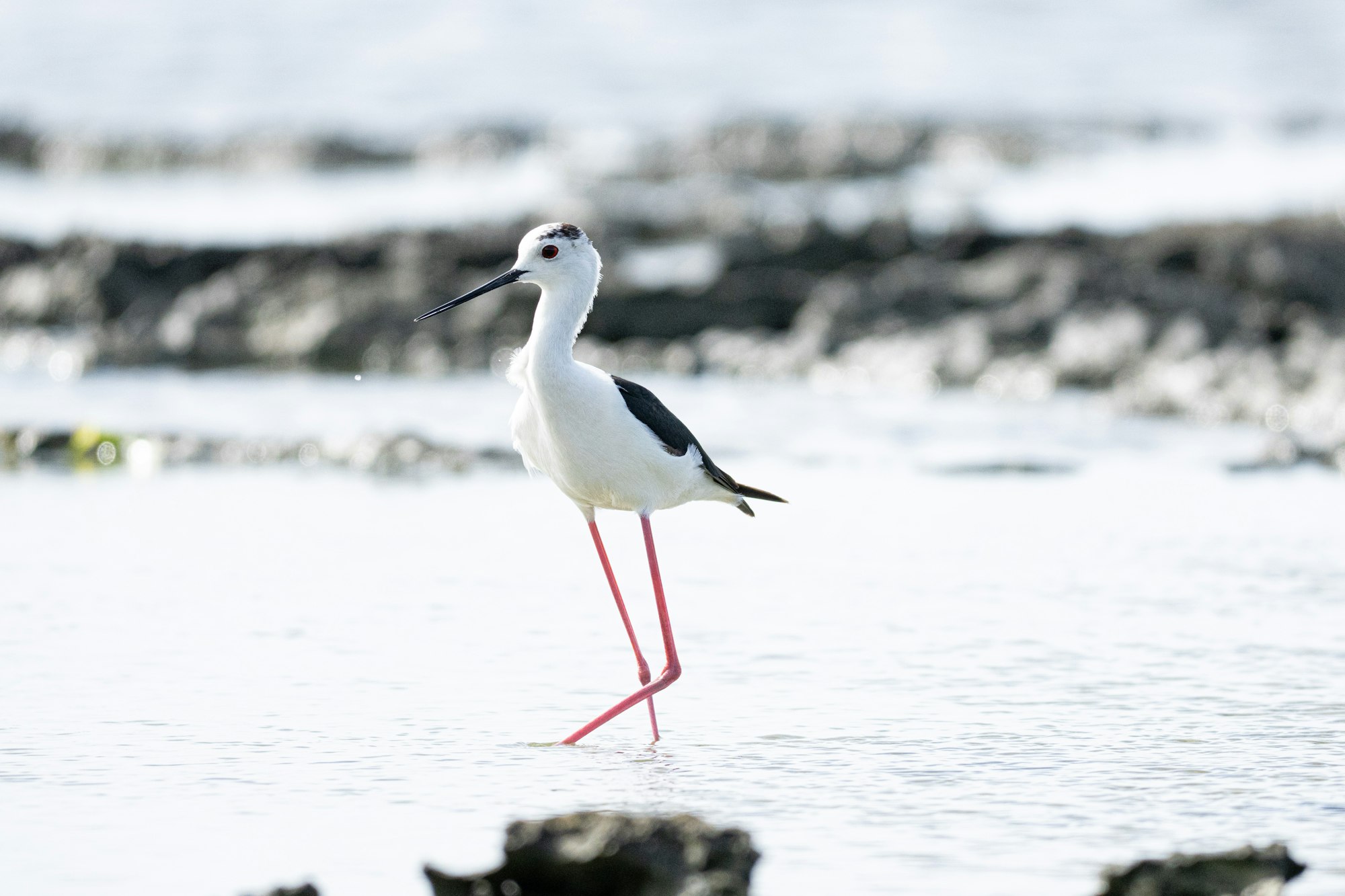 改善した画質（FE 400-800mm F6.3-8 G OSS）