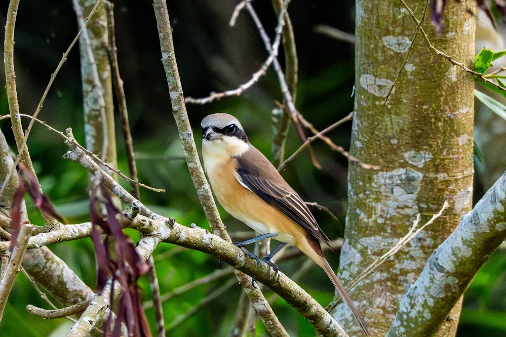 離島にはたくさんいるシマアカモズ - 2025.9.18 沖縄県粟国村